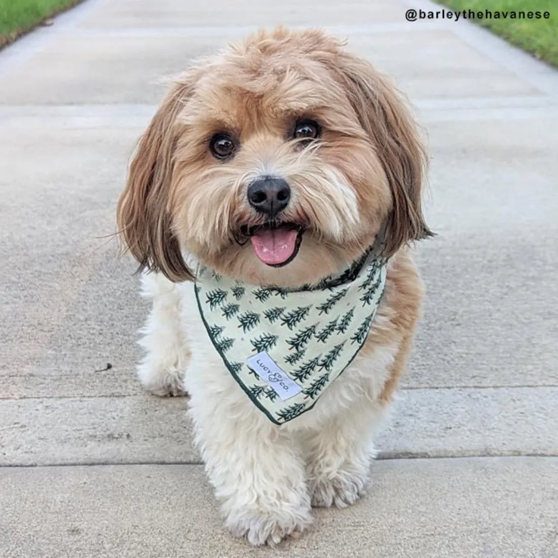 The Fraser Bandana - Large by Lucy & Co FINAL SALE